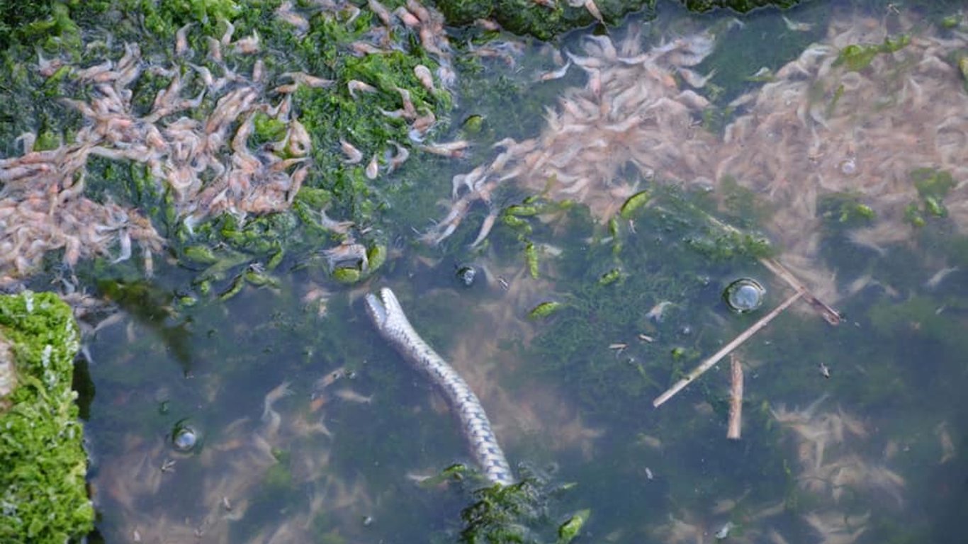 В Одеській області масово гине риба та креветки - відео
