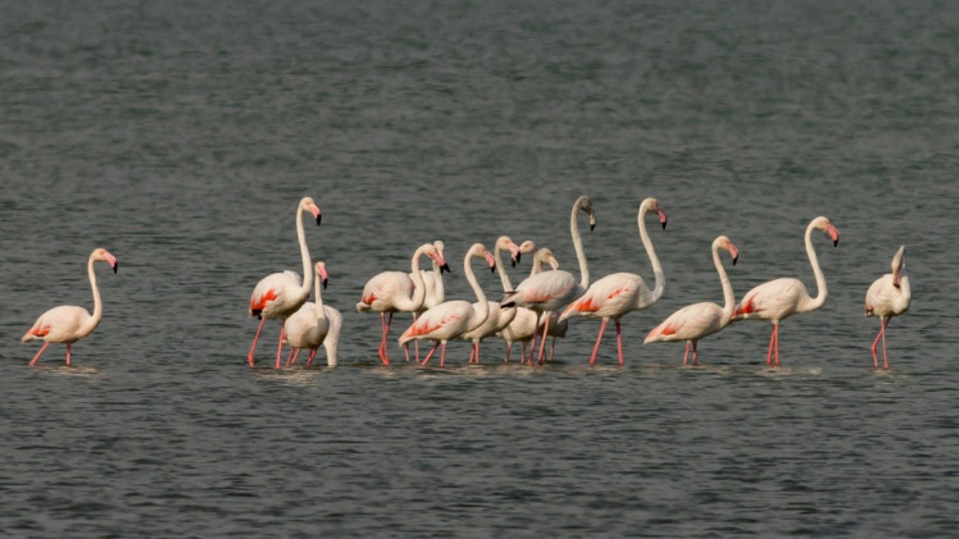 В парке "Тузловские лиманы" заметили первых перелетных розовых фламинго