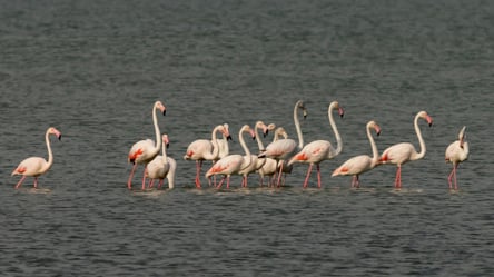 В Одесской области в Национальный природный парк "Тузловские лиманы" прилетели розовые фламинго. Фото - 285x160