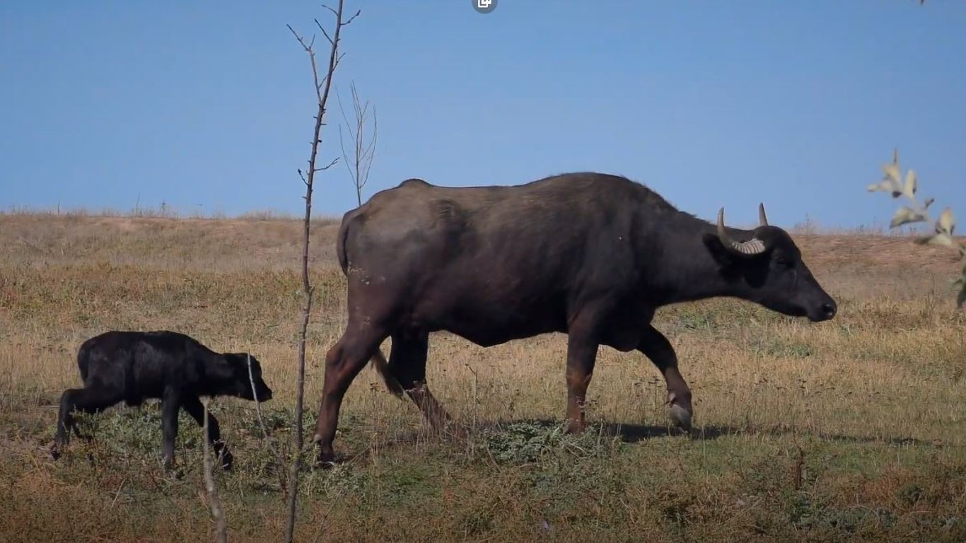 В Одесской области восстановят Экопарк "Квартал" - туда вернут стадо водяных буйволов