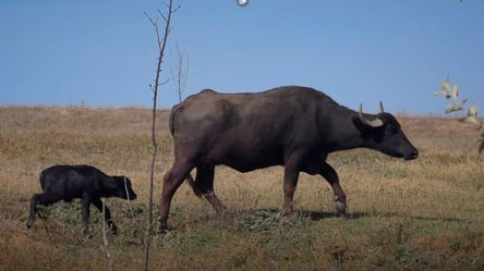 В Одеській області відновлять екопарк "Квартал": туди повернуть стадо водяних буйволів - 285x160