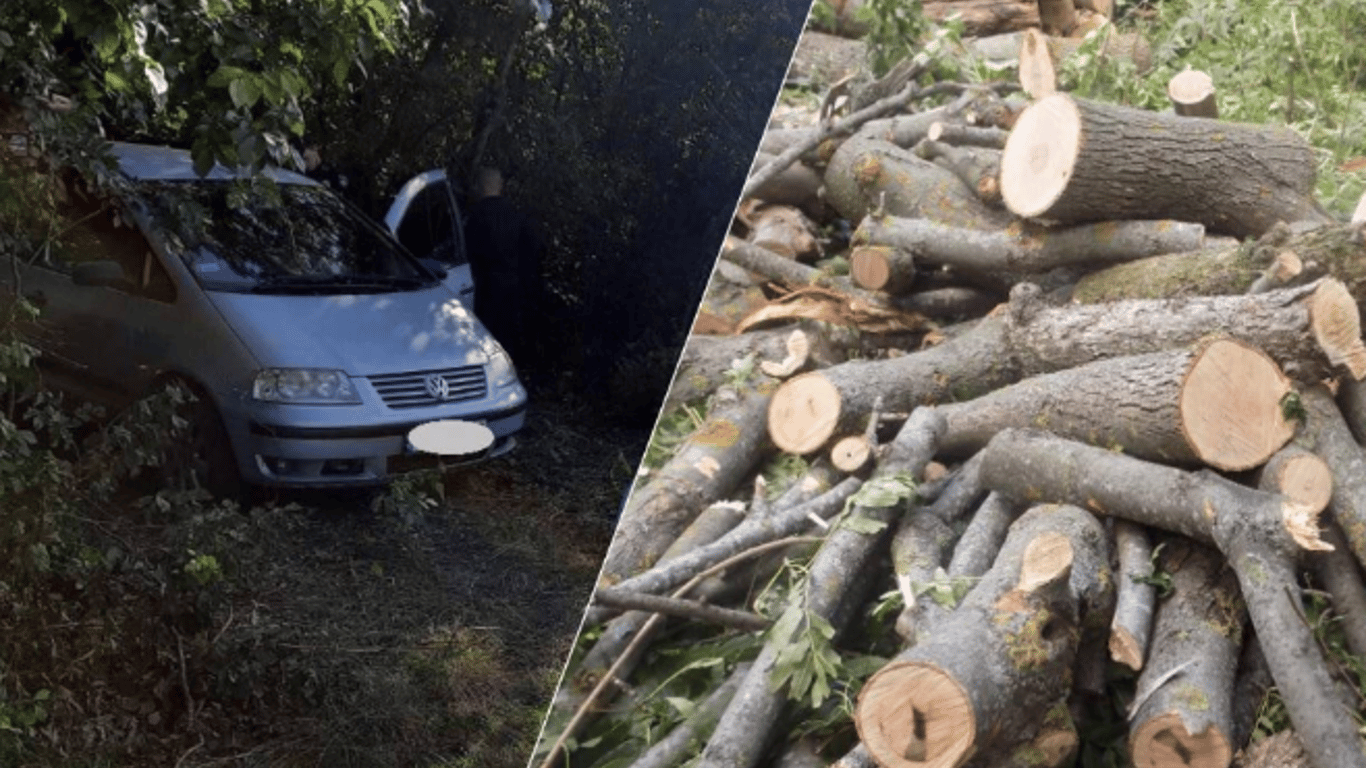 В Одесской области за вырубку леса мужчинам грозит 7 лет тюрьмы