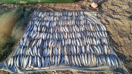 В Одесской области задержали рыбака-браконьера: выловил кефали на более 170 тысяч гривен - 285x160