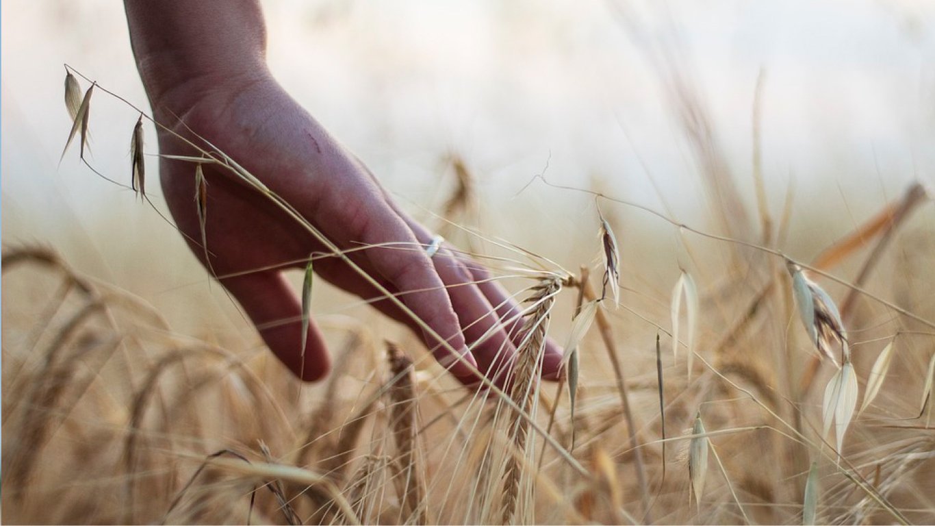 У США 2023 року посіють найбільшу кількість гібридної пшениці в історії