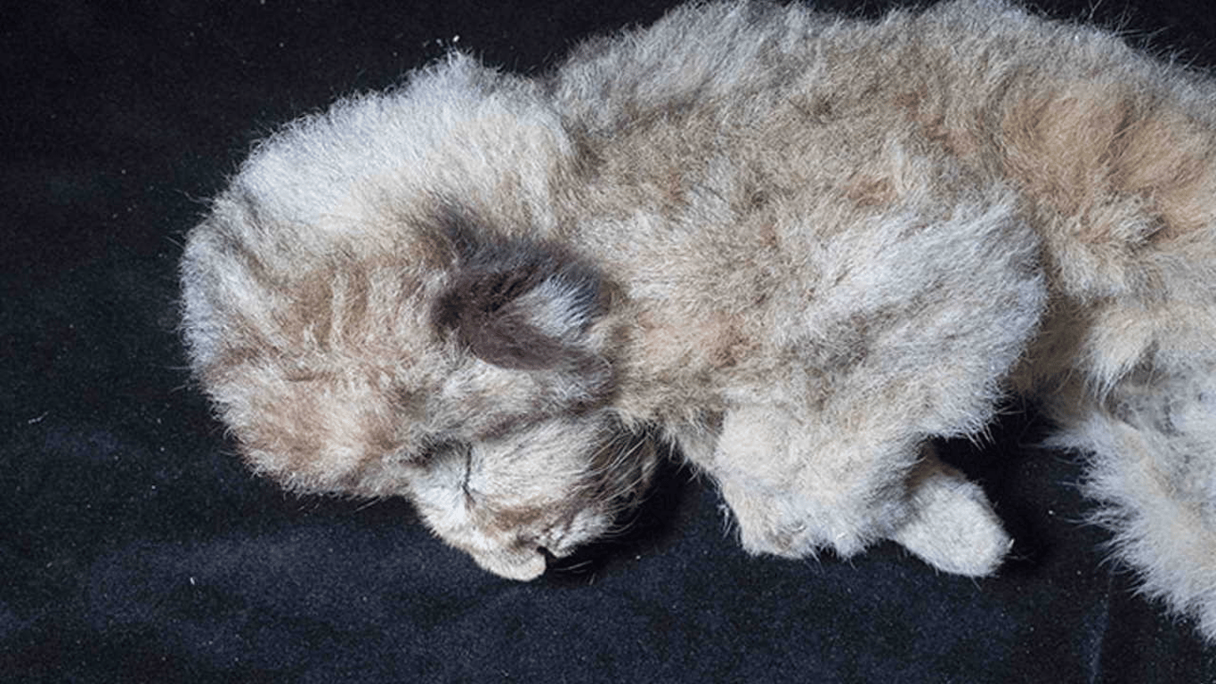 В Сибири нашли мумию львенка - ее возраст 28 тысяч лет