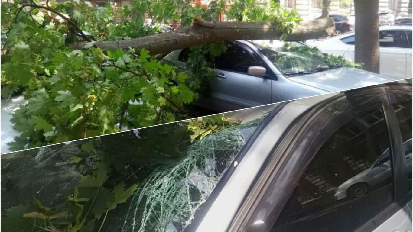 В центре Одессы огромное дерево придавило две машины