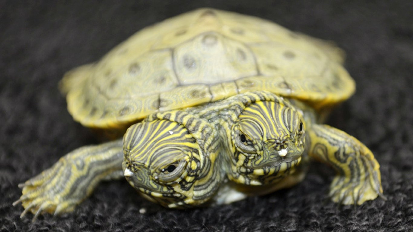 В Південній Кароліні знайшли двоголову черепаху. Фото