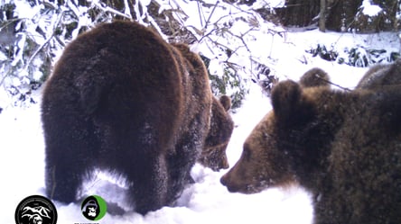 "Игриво перекатываются на снегу": на Львовщине в фотоловушку попало семейство бурых медведей - 285x160