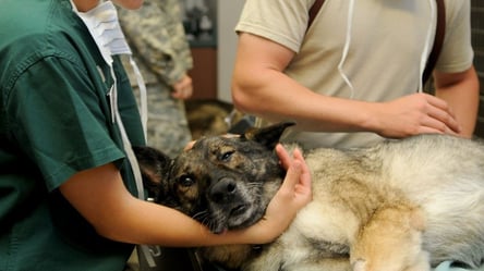Вчасно не подав декларацію: у Харківській області суд оштрафував ветеринара - 285x160