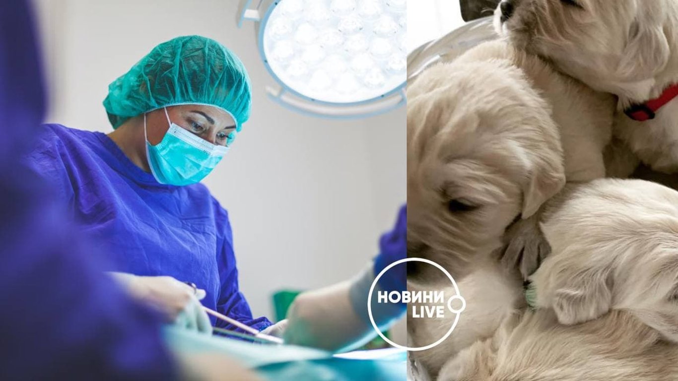 В киевской ветклинике ошибочно стерилизовали собаку вместо стрижки - подробности
