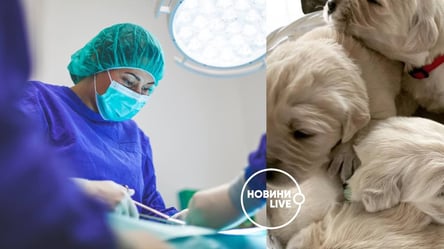 В киевской ветклинике ошибочно стерилизовали собаку вместо стрижки: подробности - 285x160