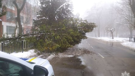 Во Львове на дорогу упало дерево: движение временно затруднено - 285x160