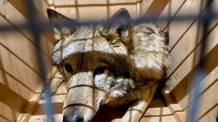 Вили в клітці: у "Борисполі" знайшли вовків у багажі. Фото - 285x160