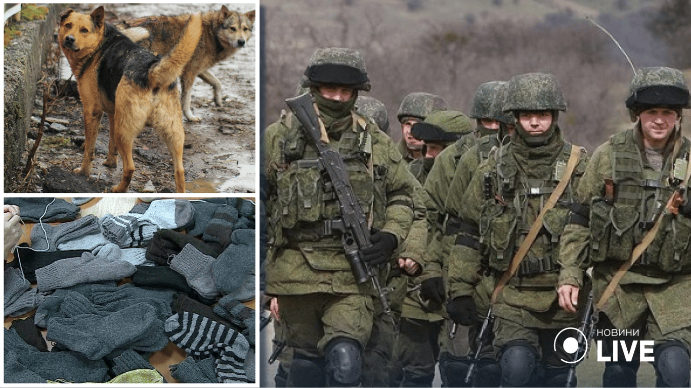 Российские волонтеры собирают собачью шерсть для оккупантов