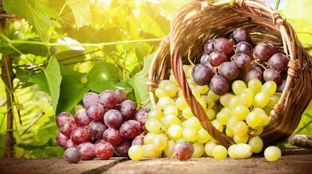 Урожаю винограда в Украине грозит уничтожение? Фермеры жалуются на низкие цены и значительные убытки - 285x160