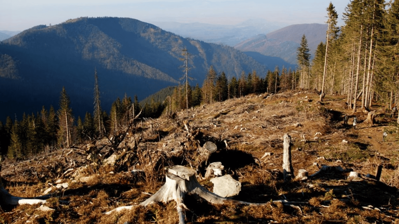 Вирубка лісів в Україні - яка ситуація у Карпатах