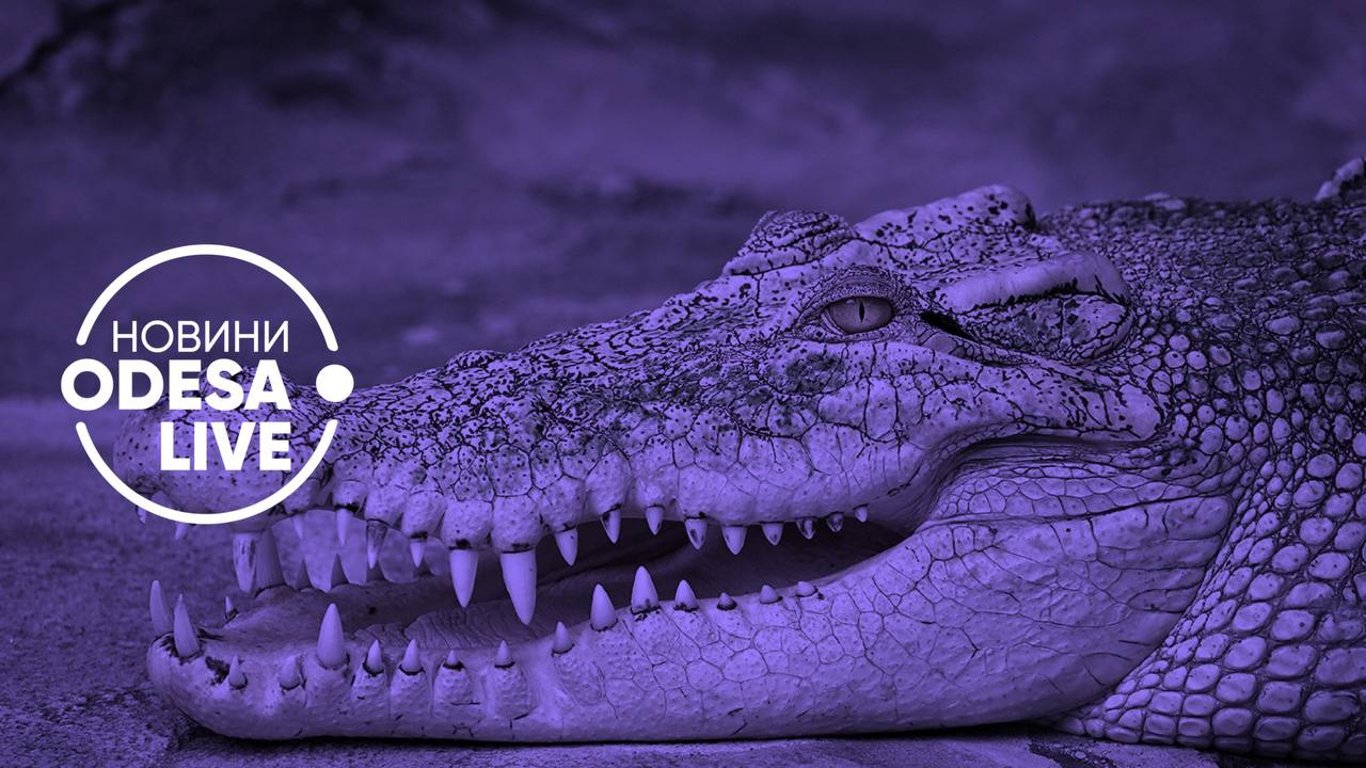 В торговом центре Одессы устроили выставку крокодилов: законно ли держать рептилий в таких условиях?