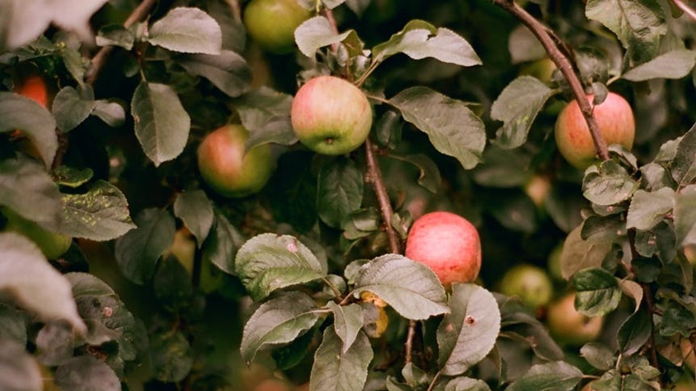 На Львовщине двух человек осудили за кражу яблок из сада-подробности дела