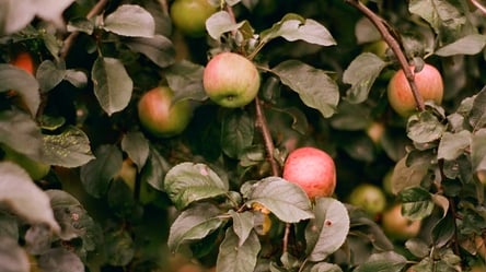 Хотіли вивезти 265 кг яблук в мішках: на Львівщині судили двох людей за обкрадання приватного саду - 285x160