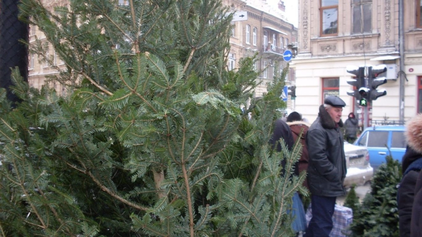 Какие цены на новогодние деревья во Львове