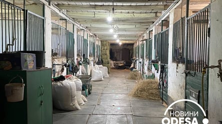 Жестокое убийство лошади на одесском ипподроме: волонтеры требуют увольнения главного ветеринара - 285x160