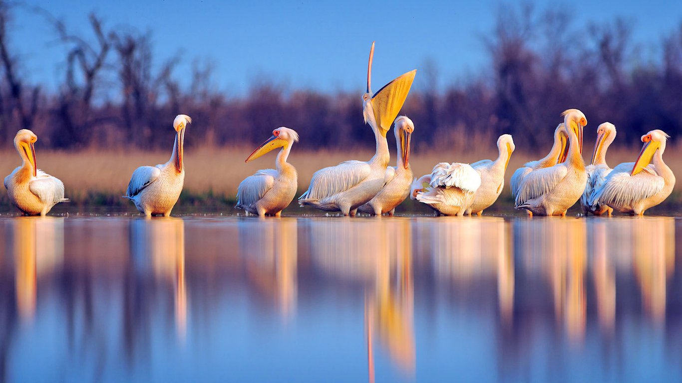 Из Одесской области на зимовку в Африку полетели розовые пеликаны