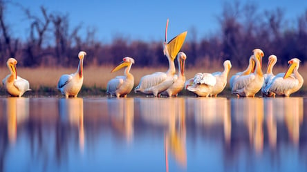 Из Одесской области на зимовку полетели розовые пеликаны: что известно - 285x160