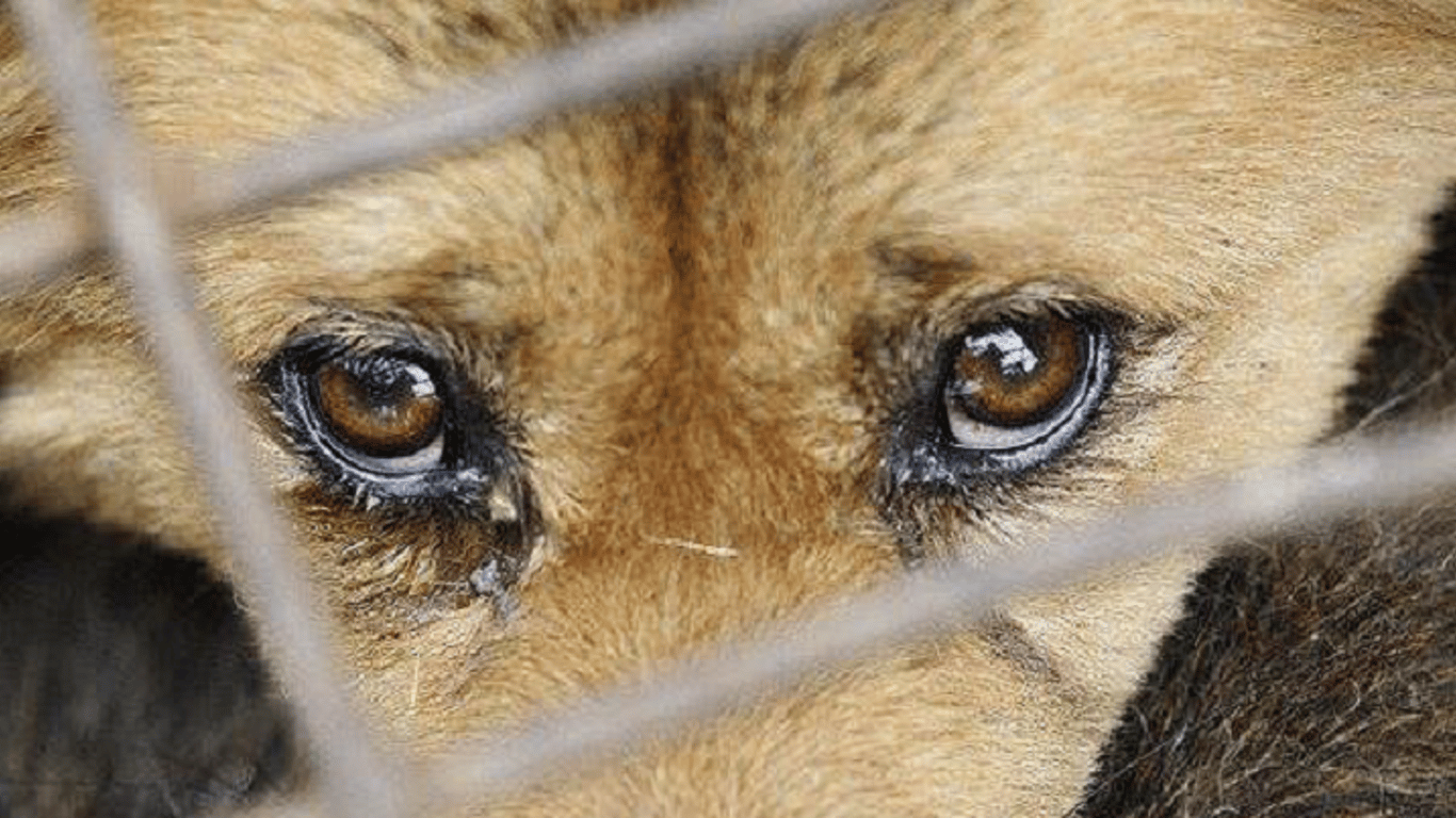 Во Львове супруги похищают и издеваются над домашними животными