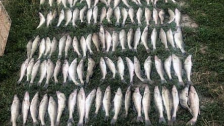 На Одещині затримали 178 браконьєрів: завдали збитків на понад 260 тисяч гривень - 285x160