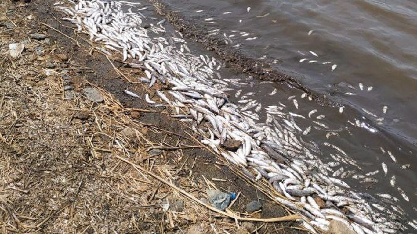 На берег Хаджибейского лимана массово выбрасывает рыбу