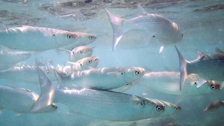 Заборона на вилов риби: в Одеській області почався нерест кефалей - 285x160