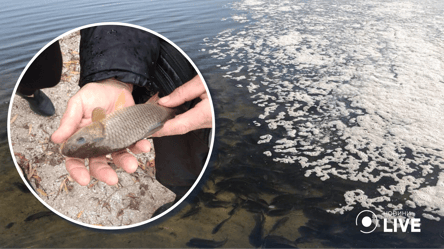 Порятунок Дністровського лиману: у водойму випустили  тонни риби - 285x160