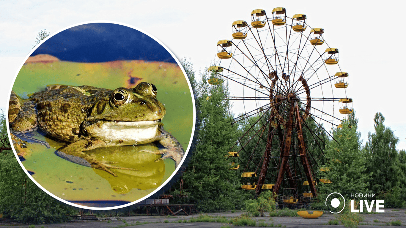 Вчені розповіли, як радіація у Чорнобилі вплинула на жаб