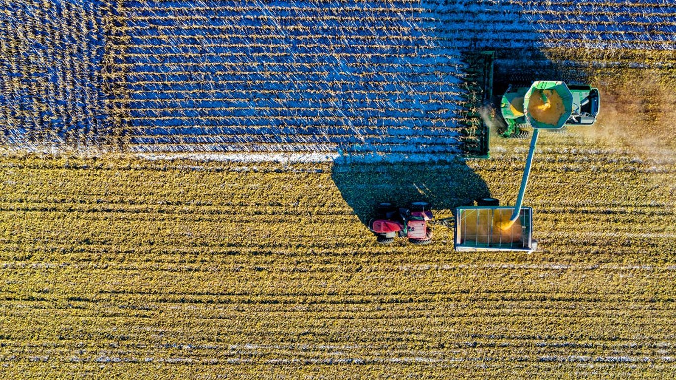 Чи вистачить Україні зерна для експорту та вживання: аграрії дали оцінку