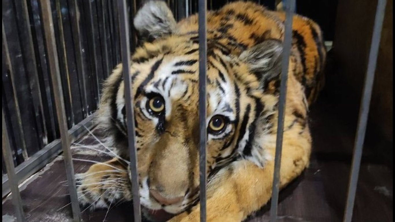 Животные Киев - в Конче-Заспе волонтеры спасли тигрицу