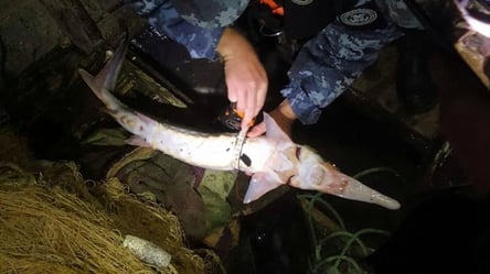 "Золота" рибка: мешканці Вилкового піймались на вилові червонокнижної риби - 285x160