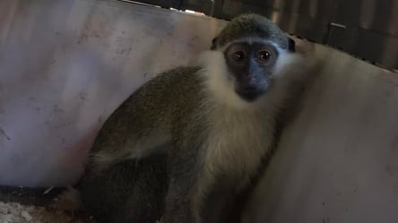 Львівським волонтерам вдалося врятувати мавпочку Жужика: за декілька днів зібрали 25 тисяч гривень - 285x160