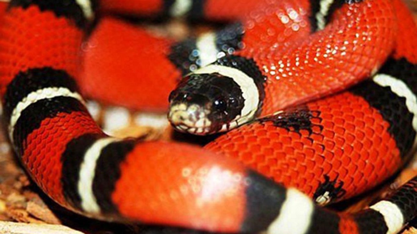 Змеи - в Киеве нашли в пакете экзотическую змею - Новости Киева