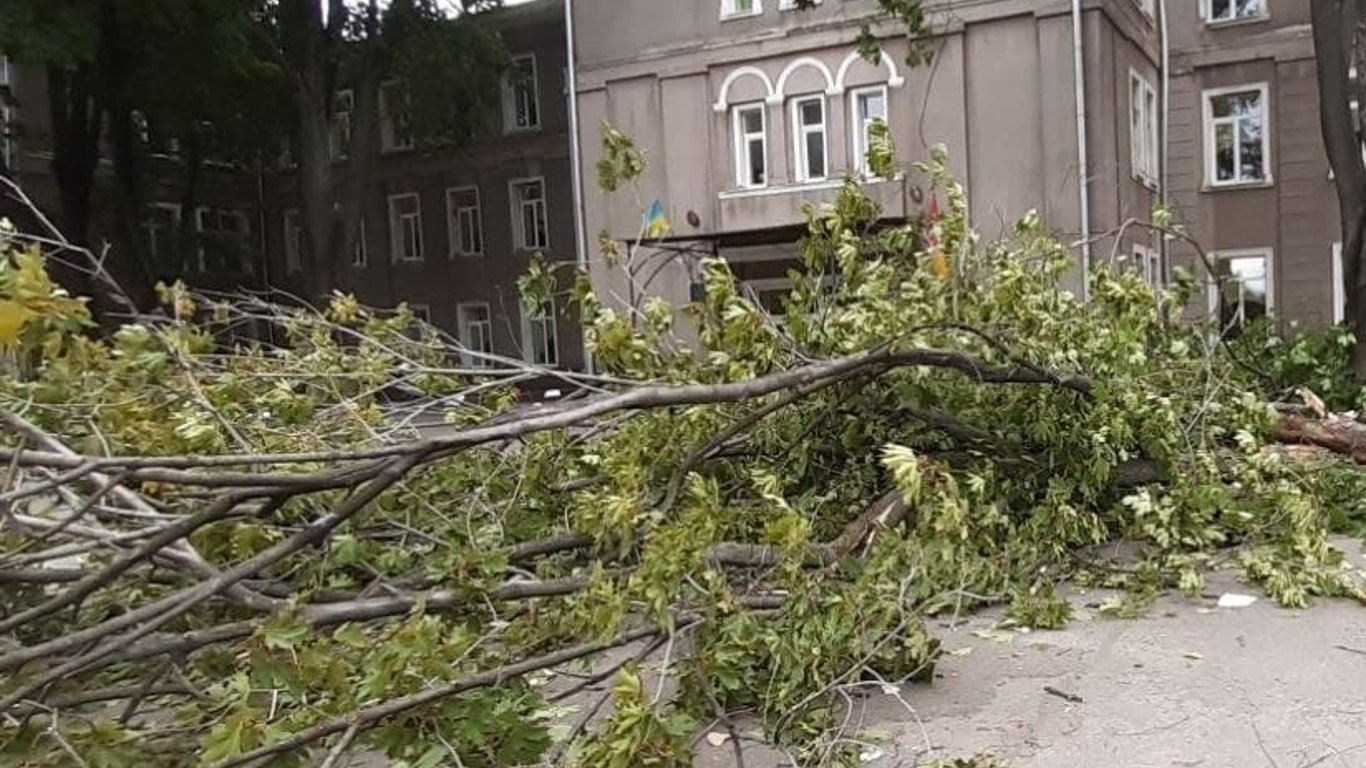 В Одессе ветер повалил огромную ветку клена прямо на вход школы №16