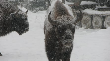 В природном парке на Львовщине сфотографировали стадо зубров в снегу. Положительные фото - 285x160