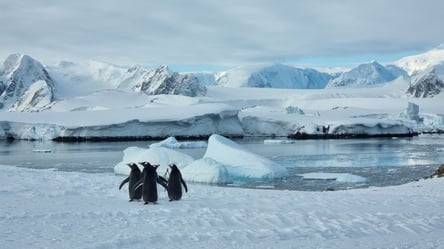 В Антарктиці зафіксували аномально теплу зиму - 285x160
