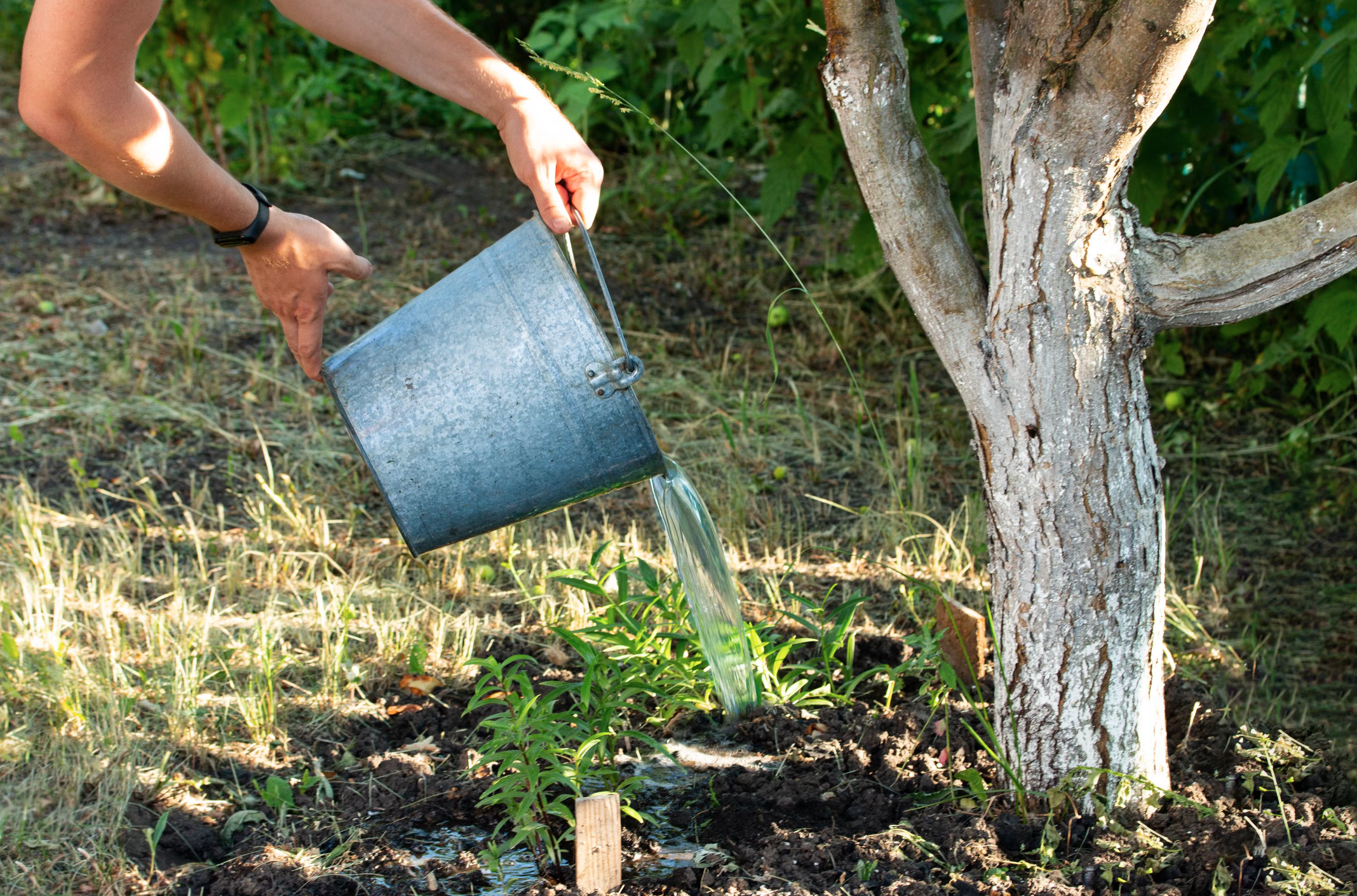 Почему важно подкормить яблоню осенью