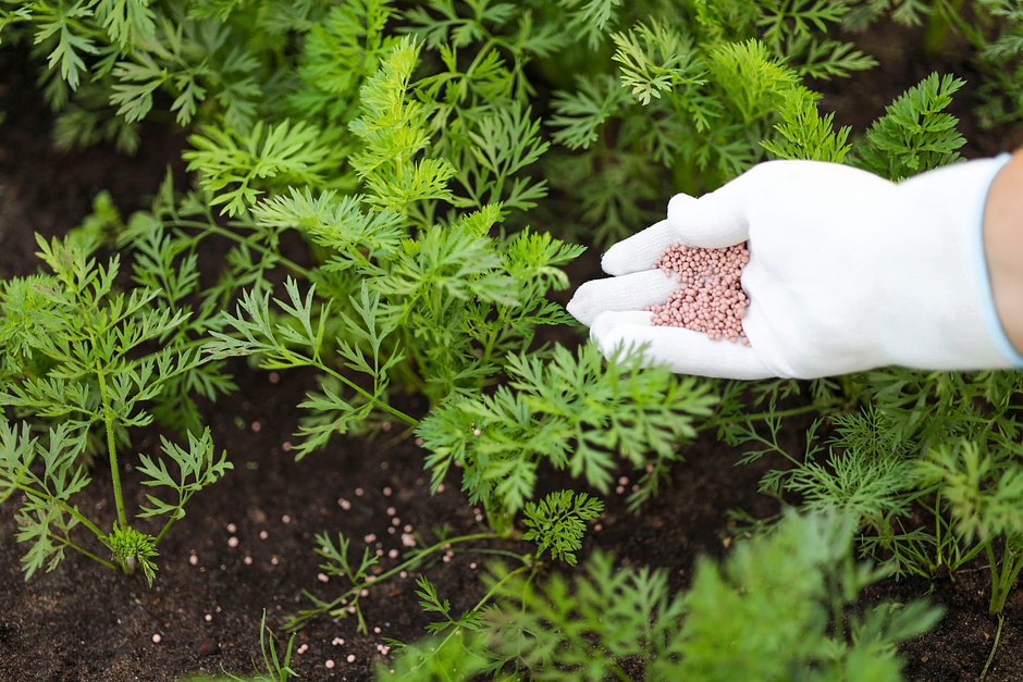 Подкормка моркови